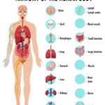 Anatomy