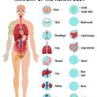 Anatomy